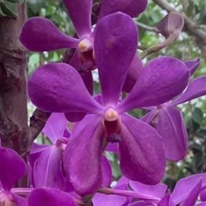 Arranda Nora Alsagoff 'Blue Giant'