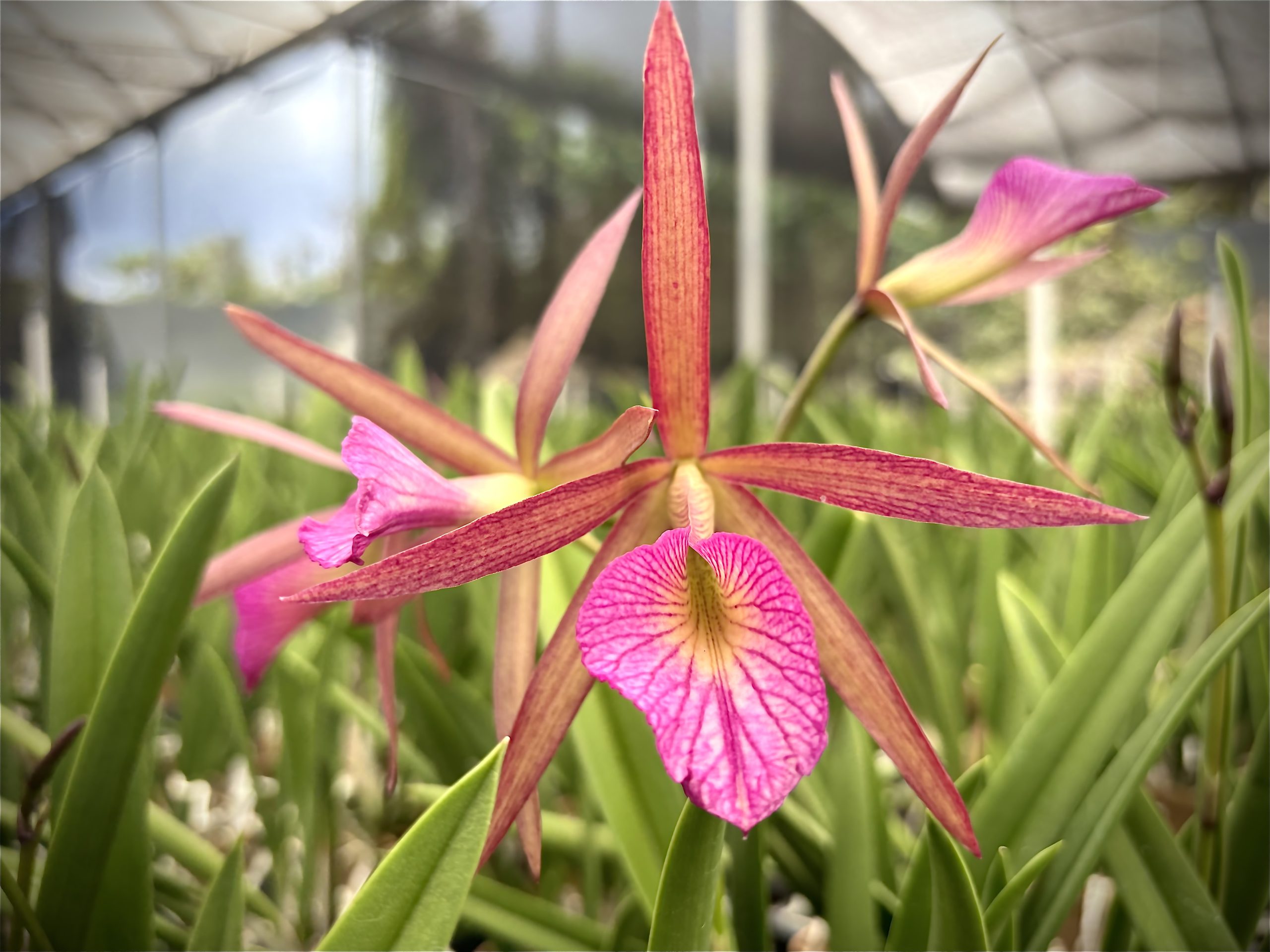 Growers Choice Gift Box- 4 Plants *Bonus plant included - Image 4