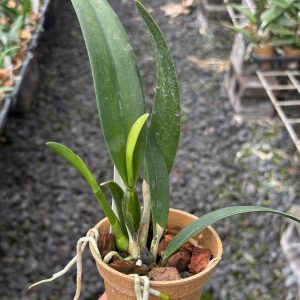 Blc. Hawaiian Treat
