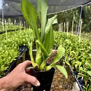 Gram. Broga Tiger 'Kalapana'