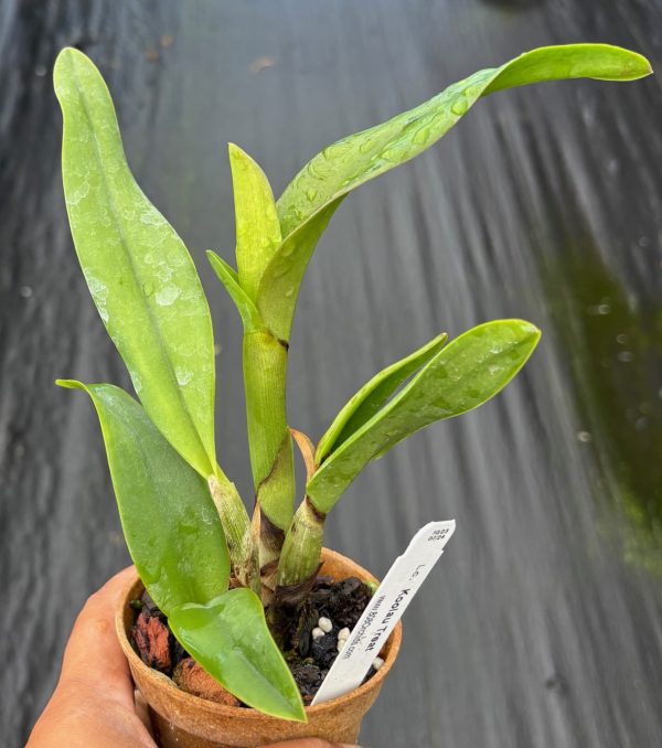 Ctt. Koolau Treat - Image 2