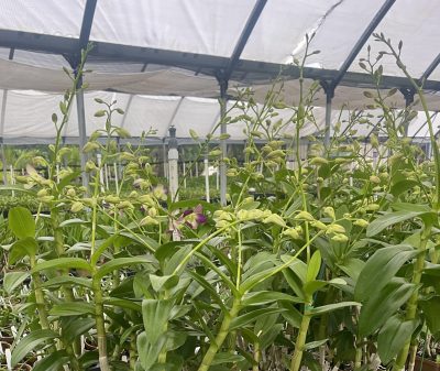 Orchids in spike or bud
