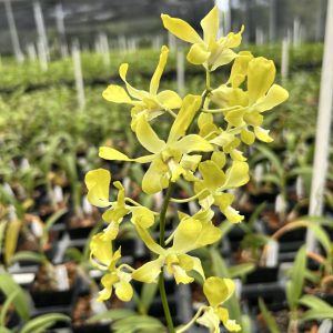 Den. Banana Ancheng