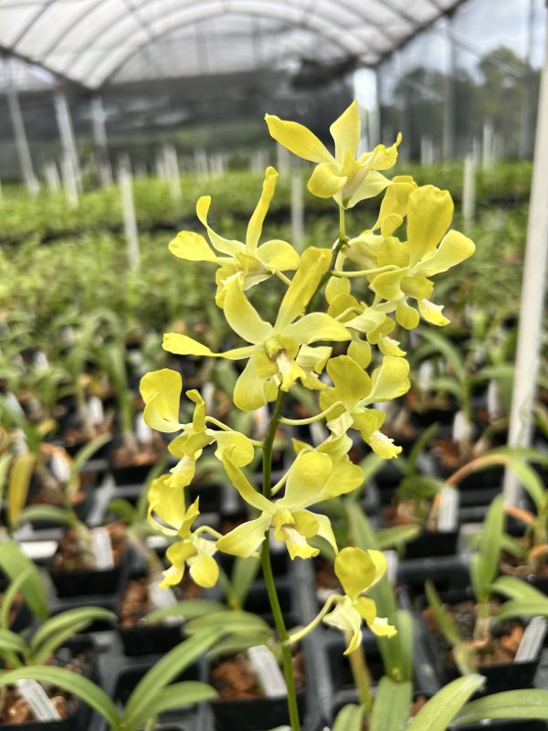 Den. Banana Ancheng