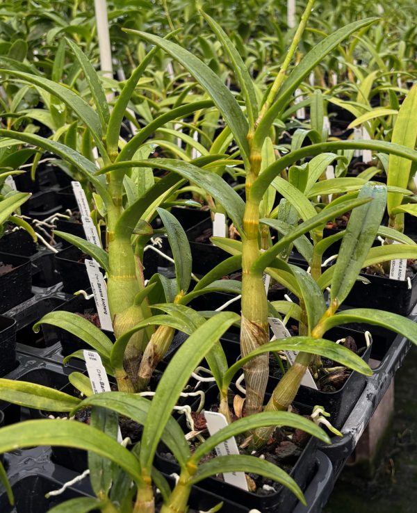 Den. Banana Ancheng - Image 2