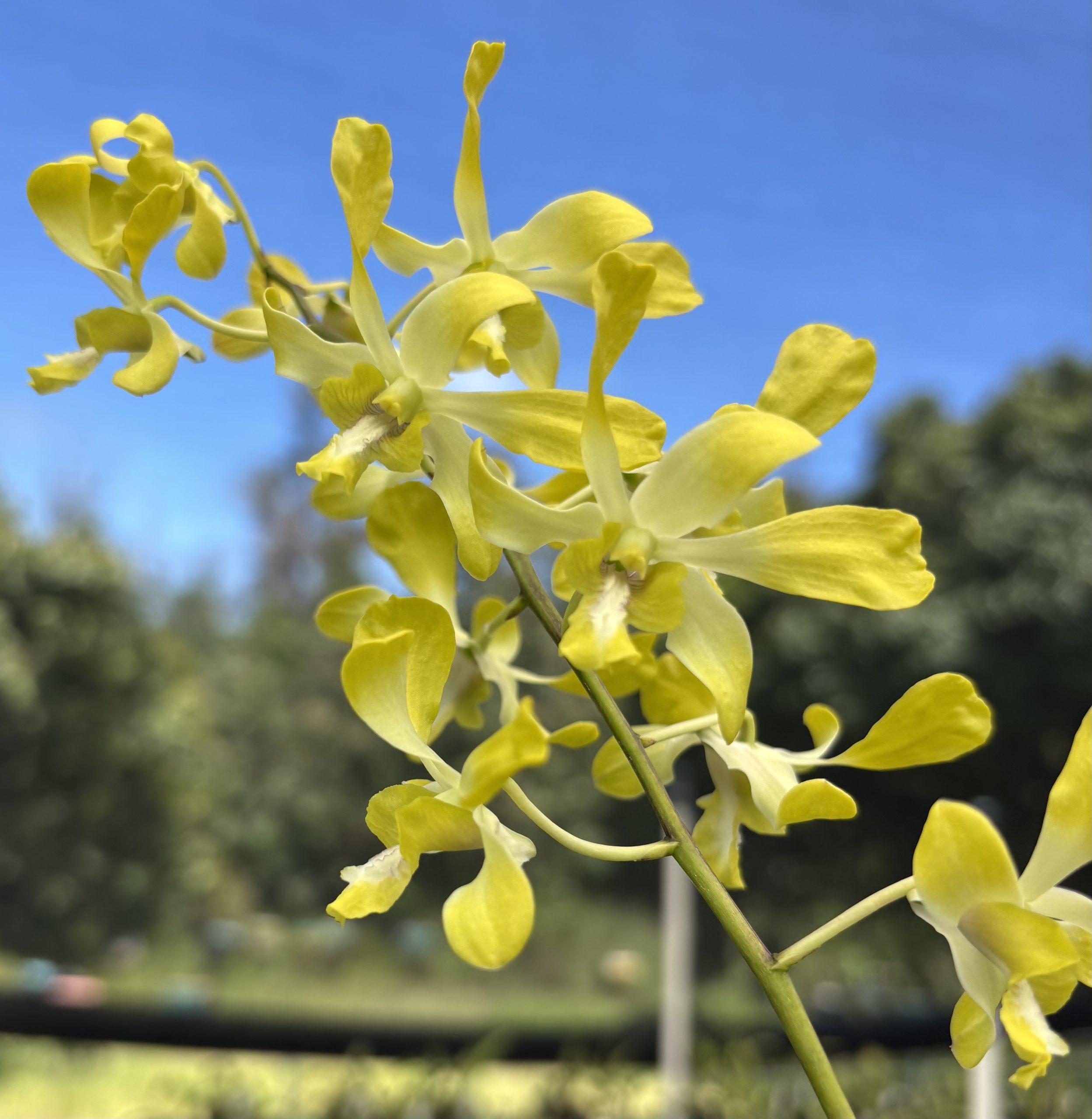 Twisted Gift Box 2 plants *Bonus plant included - Image 3