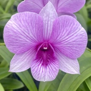 Den. Bright Future 'Glorious'