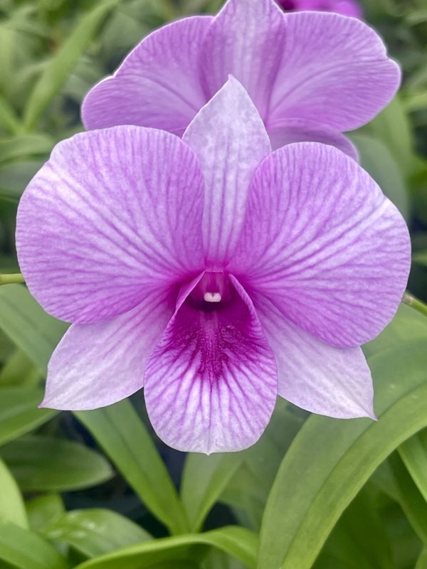 Den. Bright Future 'Glorious'