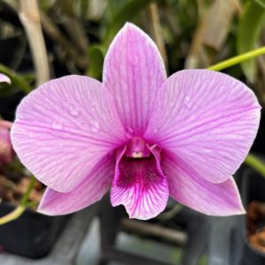 Den. Bright Future 'Promiseland'