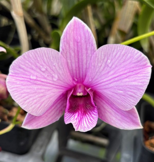 Den. Bright Future 'Promiseland'