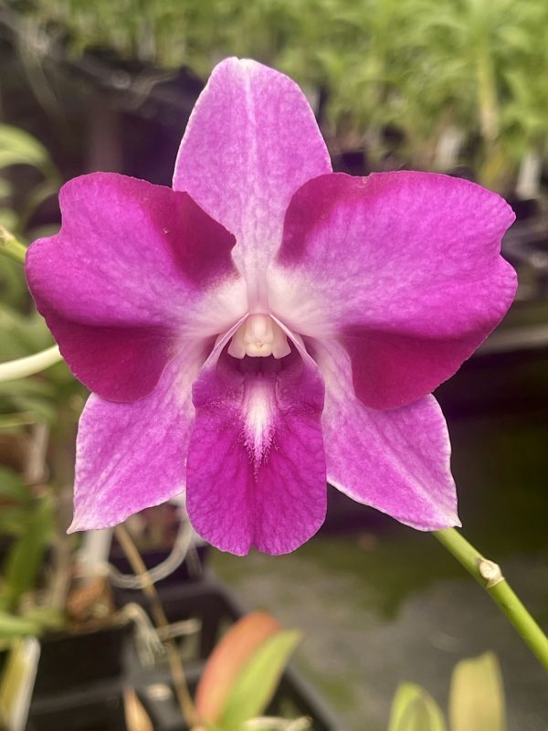 Assorted Dendrobium Hybrids - Image 2