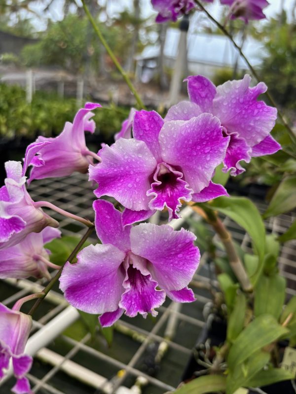 Assorted Dendrobium Hybrids - Image 4
