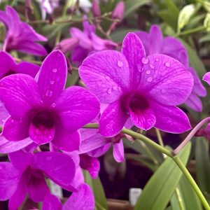 Mini Gift Box- 2 plants *Bonus plant included