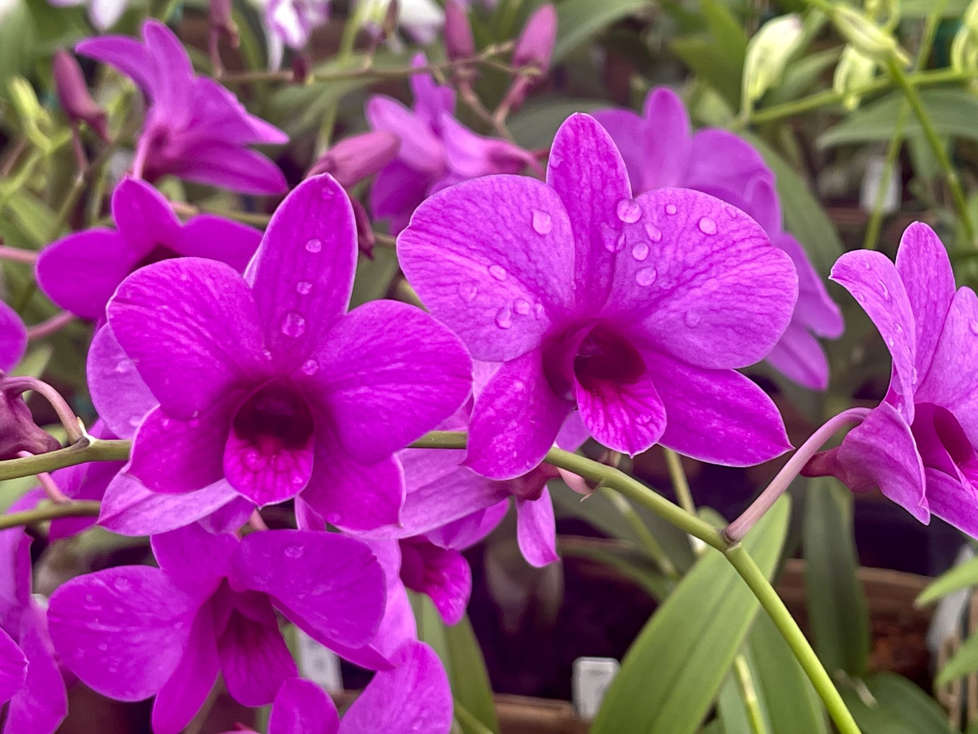 Mini Gift Box- 6 pack *Bonus plant included - Image 3