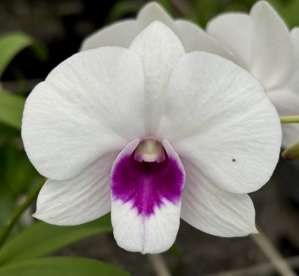 Den. Exotic Caress