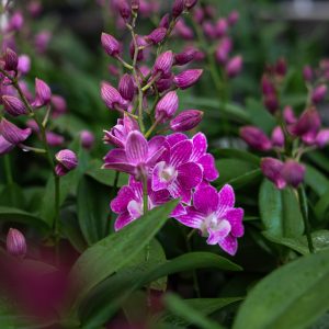 Pretty & Pink Gift Box- 3 plants