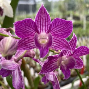 Den. Hawaiian Delight '808 Orchids'
