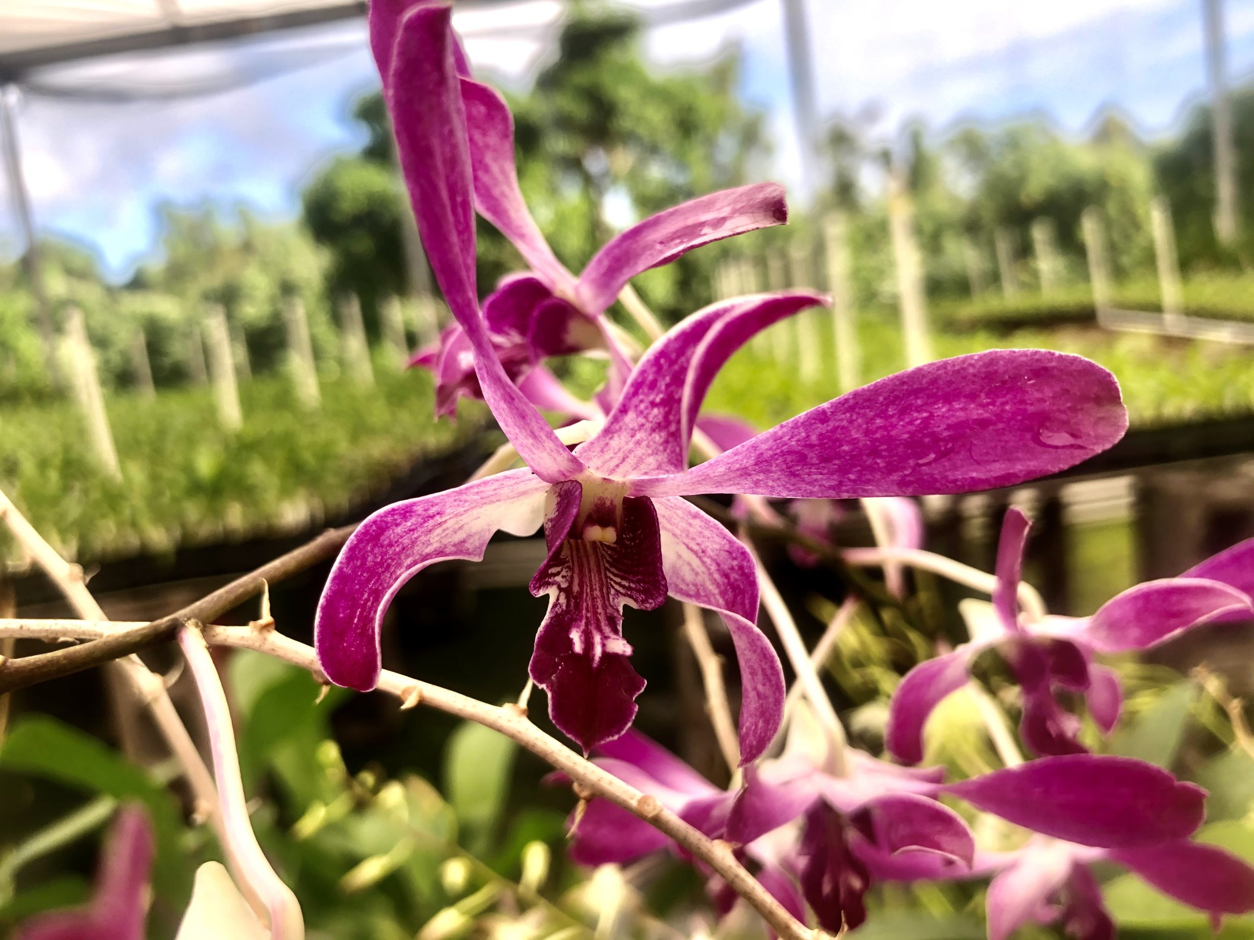 Twisted Gift Box 2 plants *Bonus plant included - Image 5