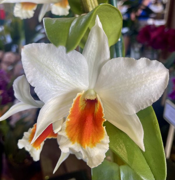 Den. Judith Nakayama