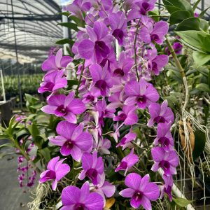 Den. Kalapana Butterflies '808 Orchids'