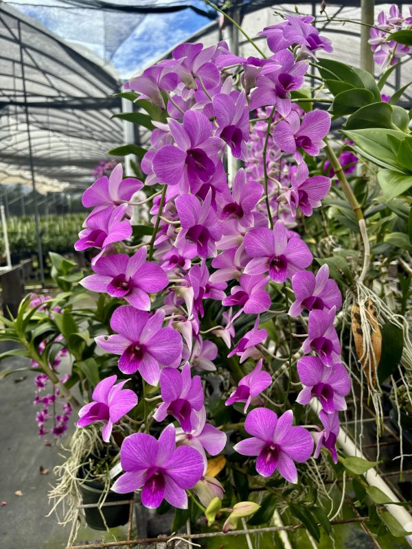 Den. Kalapana Butterflies '808 Orchids'