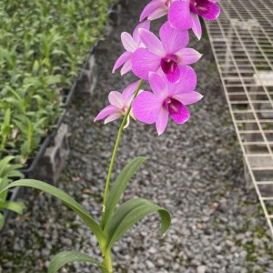 Den. Kalapana Butterflies '808 Orchids'