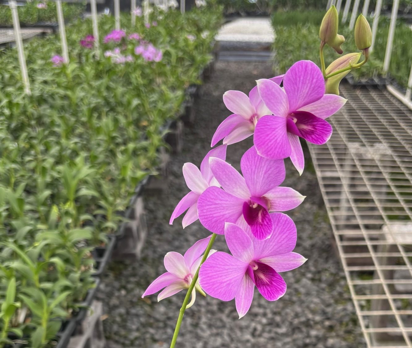 Mini Gift Box- 6 pack *Bonus plant included - Image 2