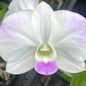 Assorted Dendrobium Hybrids