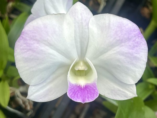 Assorted Dendrobium Hybrids