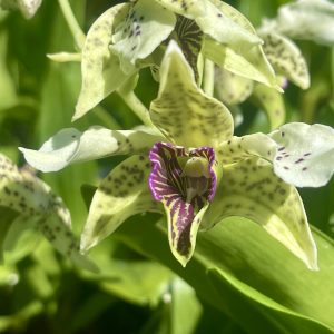 Den. Makahiki Festival