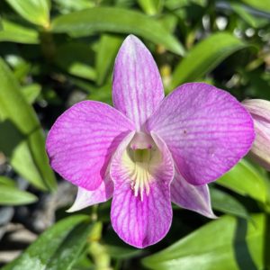 Den. Mem. Mary Porter