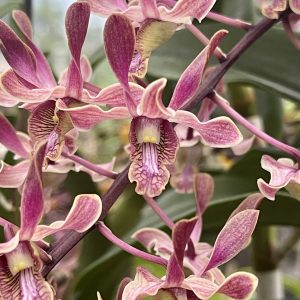 Den. Menehune