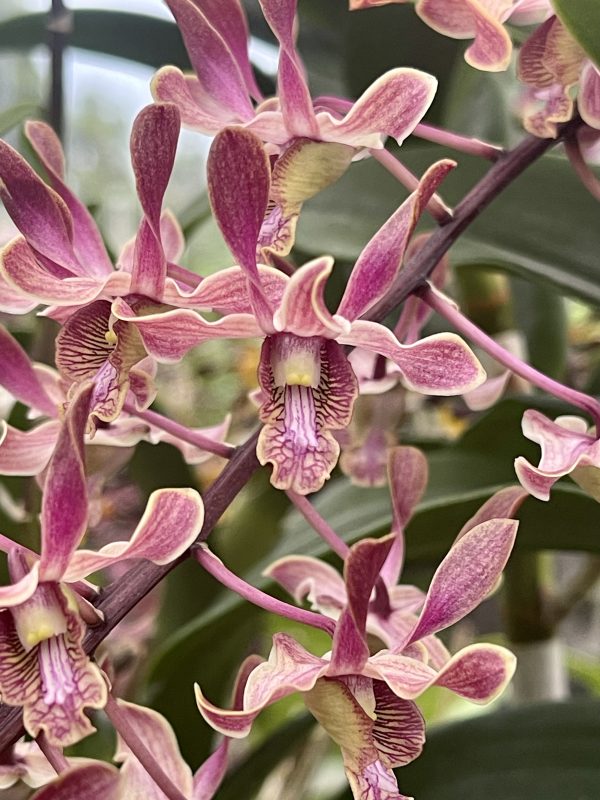 Den. Menehune