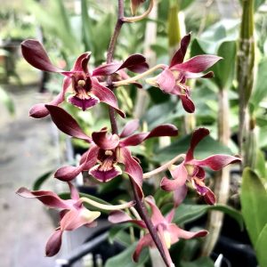 Den. Menehune Twinkles
