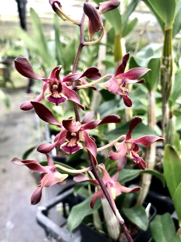 Den. Menehune Twinkles