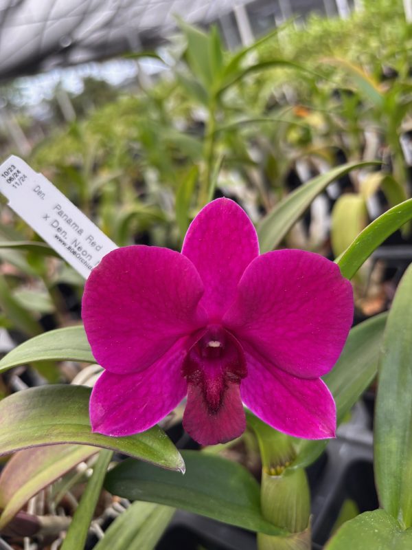Assorted Dendrobium Hybrids - Image 5
