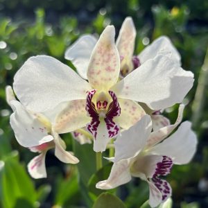 Premium Den. Roy Tokunaga