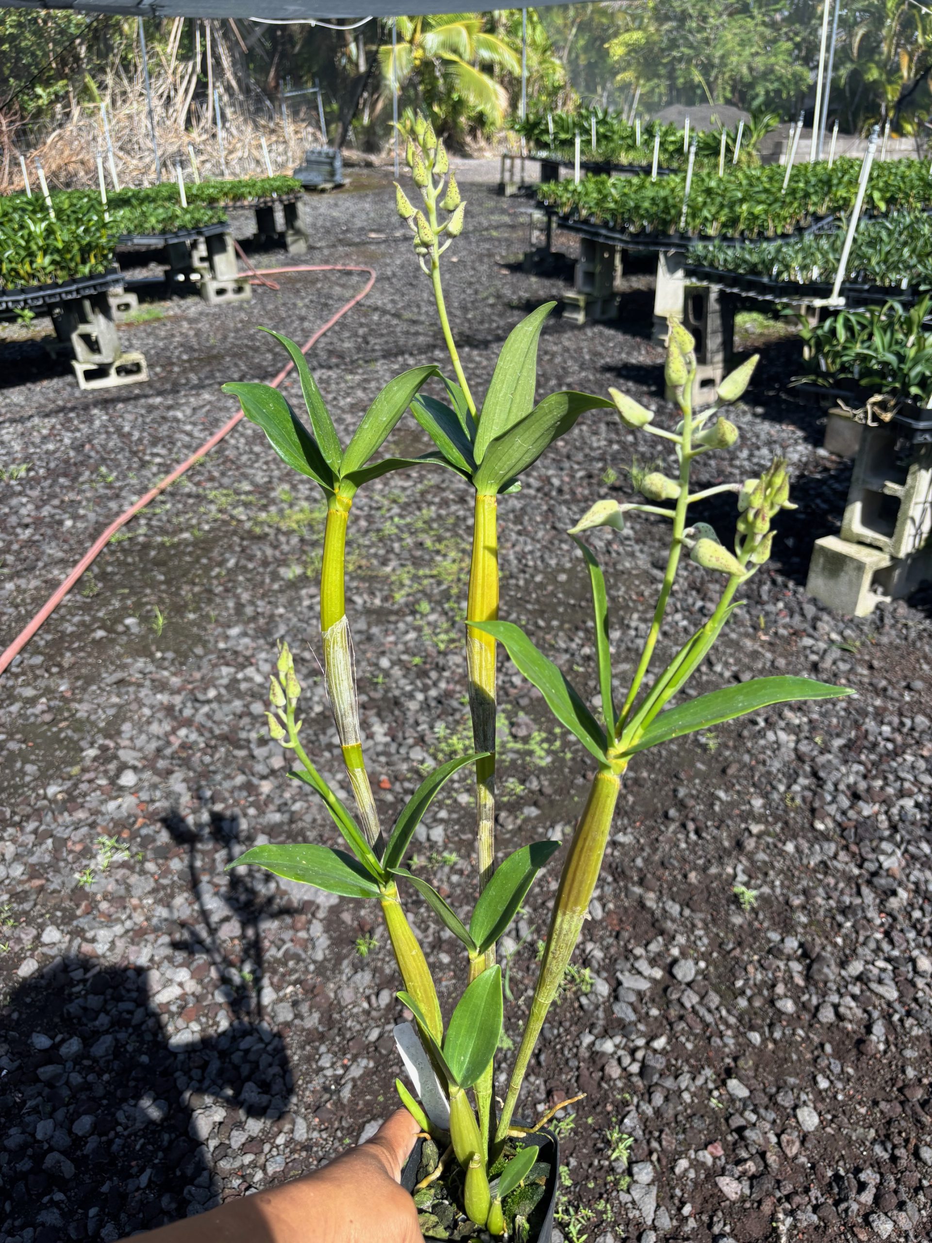 Premium Den. Roy Tokunaga - Image 2