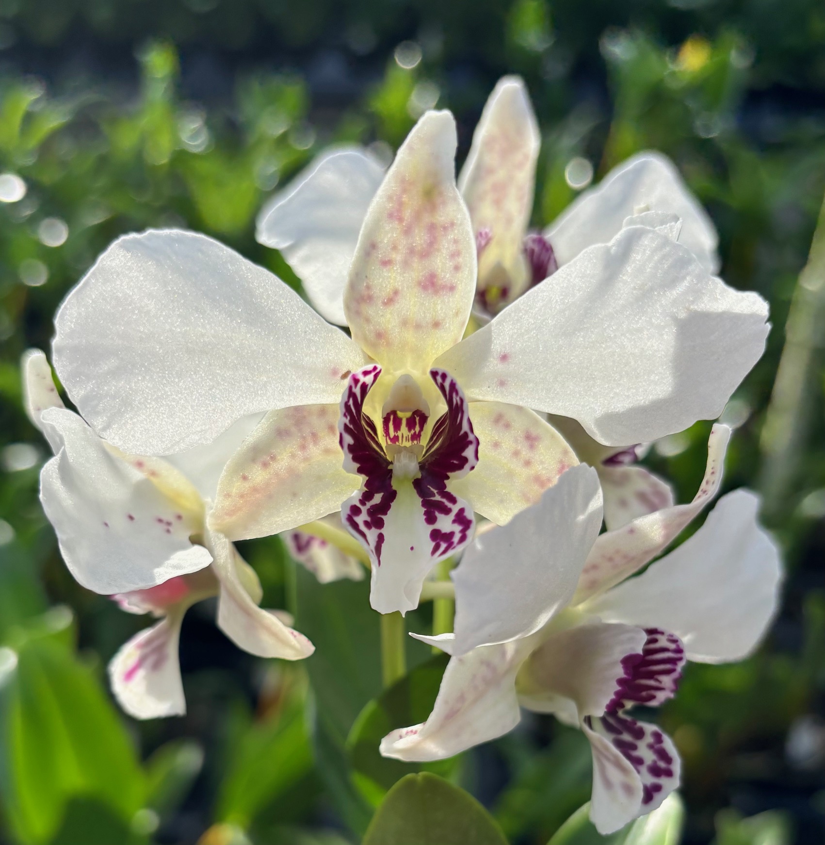 Premium Den. Roy Tokunaga