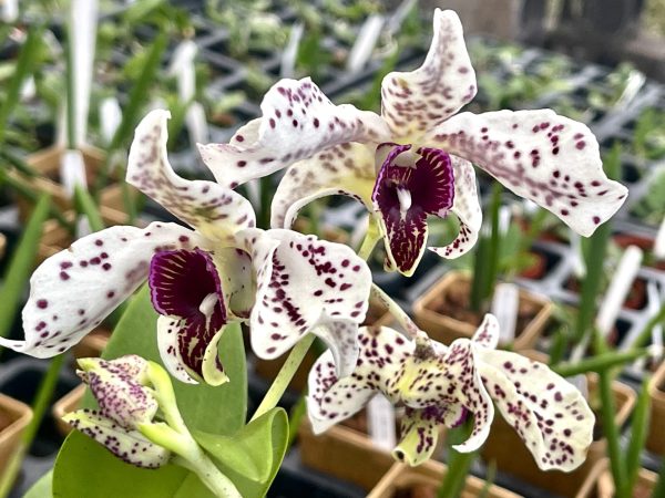 Latouria Dendrobium Mix 30 plants in bud or flower