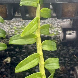 Den. anosmum 'Touch of Class'