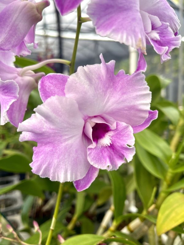 Den. Tuesday Delight '808 Orchids'