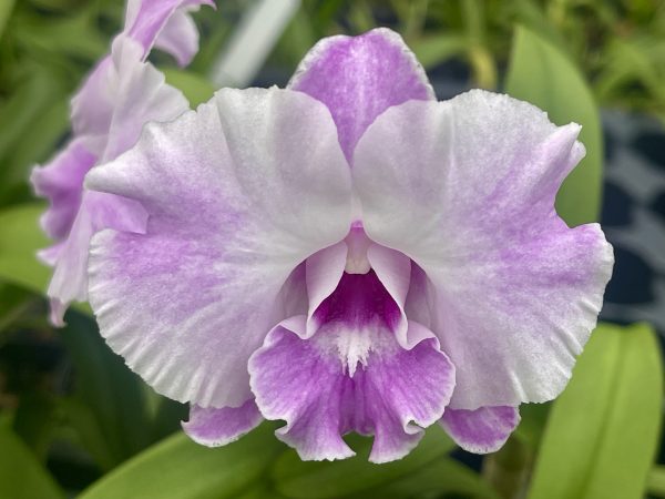 Den. Tuesday Delight '808 Orchids' - Image 2