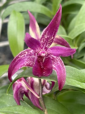 Australian Dendrobiums