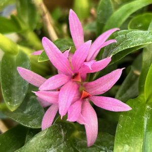 Den. bracteosum