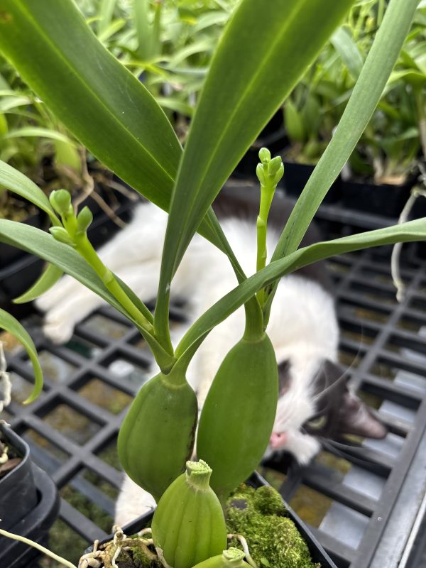 E. Radiata - Image 2