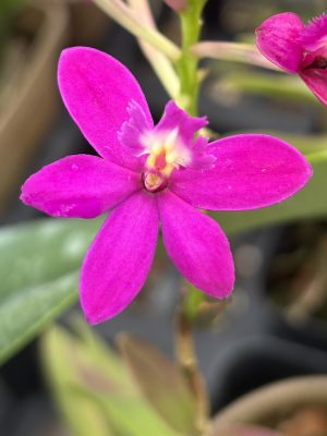 Epidendrum