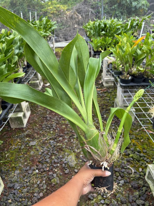 Gram. scriptum var. citrinum 4"