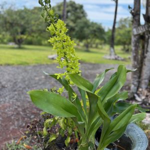 6" Gram. scriptum var. citrinum