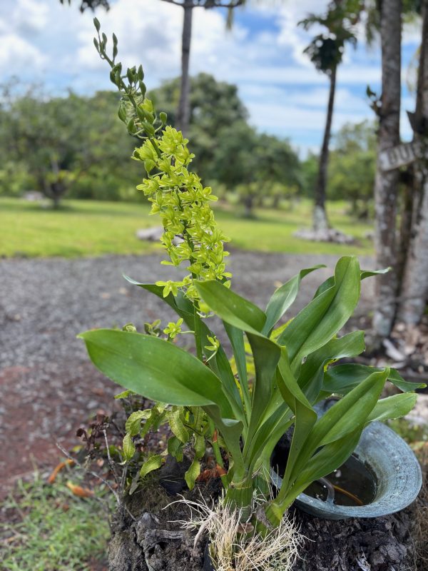 6" Gram. scriptum var. citrinum